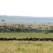 Manadas, manadas, manadas y mandas de ñus en las interminables llanuras de Masai MAra