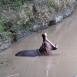 Hipopótamo en el río Talek, mostrándonos sus colmillos, que pueden medir hasta 50 centímetros