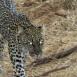 Samburu es el lugar donde hay más probabilidad de avistar al leopardo. Una vez que lo ves, no podrás olvid