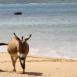 En Lamu no hay coches, los burros son el medio de transporte