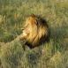 En Masai Mara, indiscutiblemente el león es el rey de la sabana