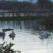 Pelícanos al atardecer nadan plácidamente en las aguas del Lago Manyara