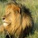 In Masai Mara, the lion is the king of the savannah without doubts