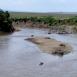 Increíbles vistas del río Mara, con hipopótamos tumbados al sol, así como algunos cadáveres de ñus