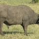 El búfalo cafre es uno de los big five más fáciles de ver
