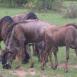 Grupo de ñus pastan en el interior de la caldera del Ngorongoro