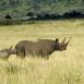 La hembra del rinoceronte negro es muy protectora con su cría, tanto que hasta el macho tiene que ir aparta