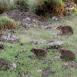 Los hyrax, peculiares habitantes de las inmediaciones del lago Nakuru