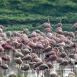 Bandada de flamencos, coloreando de rosa el entorno del lago Nakuru