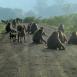 Gran grupo de babuinos sentados tranquilamente en el camino. Hay que esperar, ¡los intrusos somos nosotros!