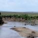 Increíbles vistas del río Mara, con algunos hipopótamos al sol, así como algunos cadáveres de ñus desafortu