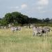 Grupo de cebras pastando. Algunas de ellas permanecen vigilantes por si se acercan depredadores