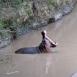Hipopótamo en el río Talek, mostrándonos sus impresionantes colmillos, que pueden medir hasta 50 centímetros