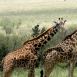 Jirafas masais, cada una a lo suyo. Al fondo, búfalos y cebras pastan en perfecta armonía