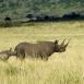 Female black rhino is extremely protective of its young, so much that the male has to go away from them