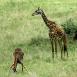 Giraffe mom looks after its baby drinking from a stream