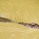 Cocodrilo surcando las aguas del río Talek, en busca de incautas presas
