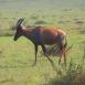 The topi, a characteristic antelope of the plains of Masai Mara