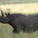 El rinoceronte negro también se halla presente en Meru. Se encuentra en peligro de extinción