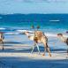 En la costa de Mombasa podrás disfrutar de un exótico paseo en camello