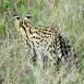 El serval es un felino en peligro de extinción que podemos encontrar en las inmediaciones del Mt Kenya