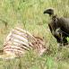 Los buitres suelen sobrevolar el parque del Monte Kenya en busca de algún apetitoso cadáver