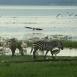 Cebras, pelícanos y otras aves conviven en las orillas del lago Nakuru