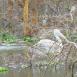 Un pelícano nada entre las acacias sumergidas en el lago Natrón