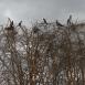 Cormoranes africanos divisan el lago desde la copa de un árbol