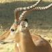 Ejemplar de impala macho con su espléndida cornamenta