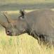 El rinoceronte negro es otro de los Big Five difíciles de ver, ya que suelen estar dentro de pequeños bosquecillos, donde se alimentan de ramitas
