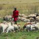 Joven masai llevando a pastar a su rebaño. Según la edad y la categoría del guerrero masai, sus rebaños pueden ser de ovejas, cabras o vacas