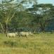 Pareja de rinoceronte blanco en las inmediaciones del lago Nakuru