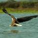 El águila pescadora planea sobre el agua para hacerse con su presa