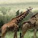 Jirafas masais, cada una a lo suyo. Al fondo, búfalos y cebras pastan en perfecta armonía