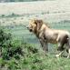 León africano sobre una pequeña elevación en la gran llanura, oteando el horizonte