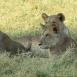 Grupo de leonas atentas a posibles amenazas para su camada, son muy protectoras