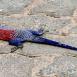El agama de cabeza roja es un lagarto muy venenoso, pero inofensivo si no se siente atacado