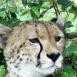 El guepardo es el animal más veloz, precioso e imponente felino