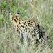 El serval es un felino en peligro de extinción que podemos encontrar en las inmediaciones del Mt Kenya