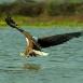 El águila pescadora planea sobre el agua para hacerse con su presa.