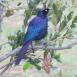 El estornino colilargo nos deleita con su plumaje en tonos azulados