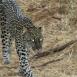 Samburu es el lugar donde hay más probabilidad de avistar al imponente leopardo