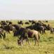 Manada de ñus en las llanuras del Serengeti