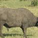 El búfalo cafre es uno de los big five, ¡aunque es más fácil de ver que sus compañeros!