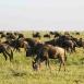 Manada de ñus en las llanuras del Serengeti