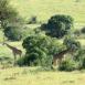 Grupo de jirafas masais en una zona arbustiva en las llanuras del Serengeti