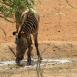 La cebra de Grevy es una especie que solo se encuentra en Samburu