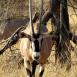 El órix beisa es otra de las especies que podrás encontrar en muy pocos sitios aparte de Samburu