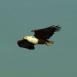 El águila pescadora, siempre elegante, en pleno vuelo